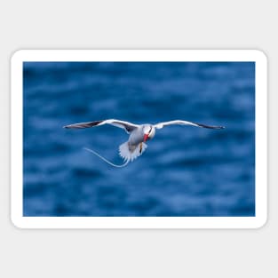 Tropic Bird Sticker